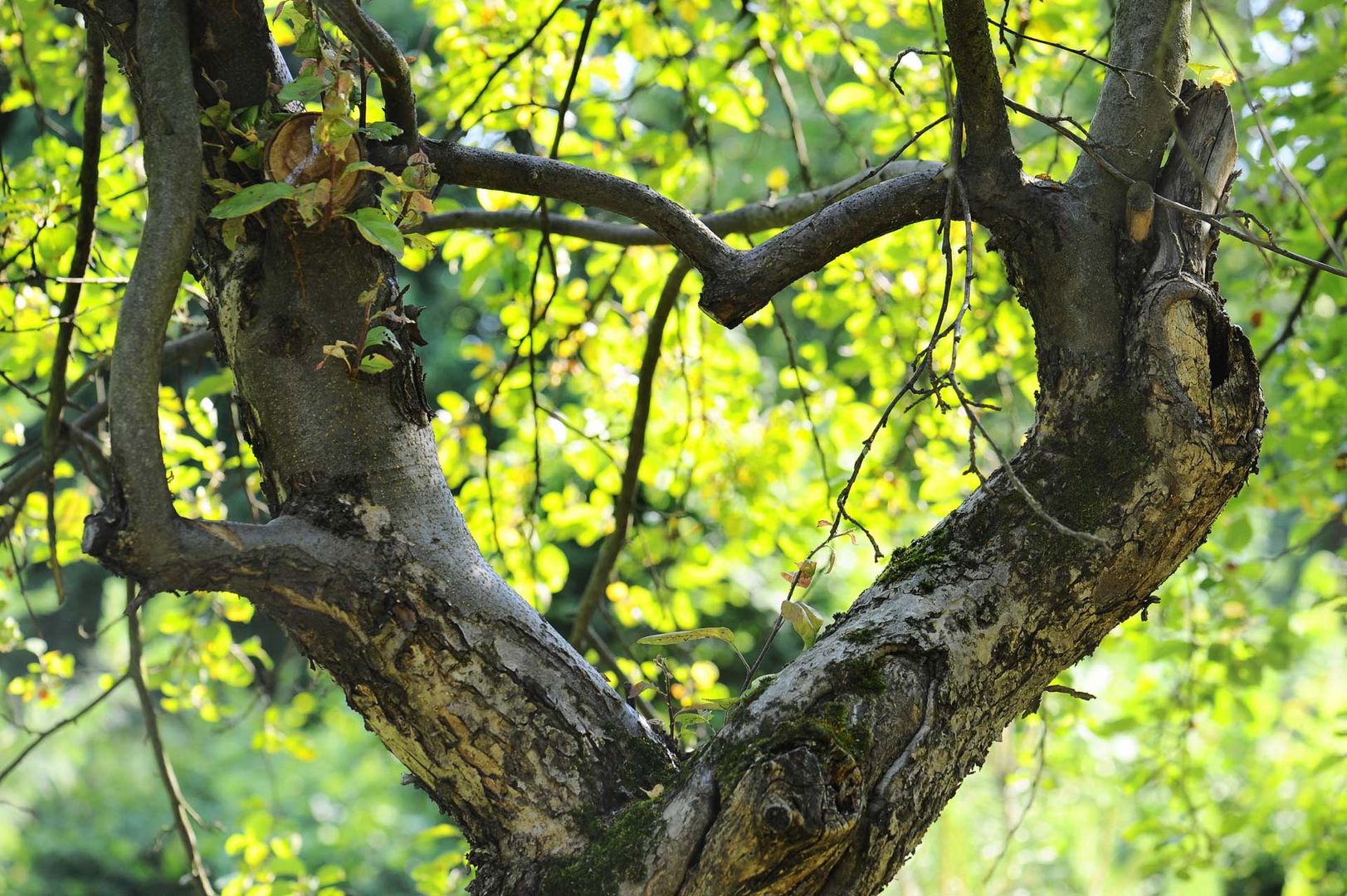 Header image